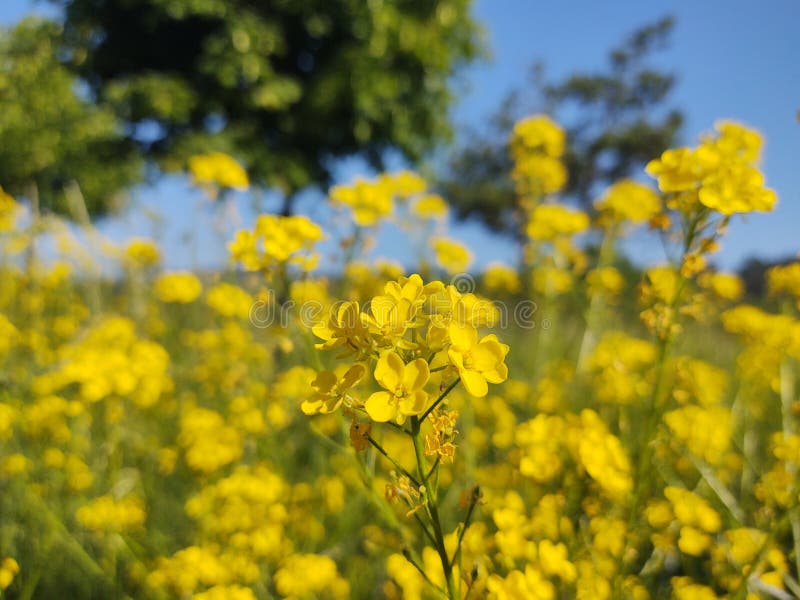 Okvetné lístky a peľ žltého kvetu v prírode.