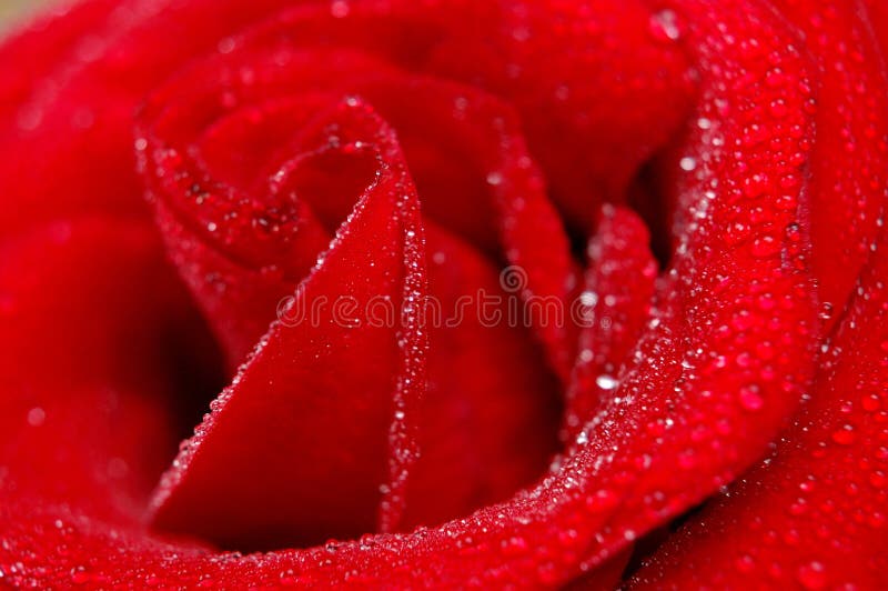 Petals of red rose