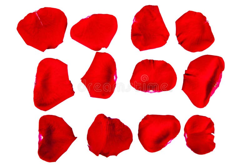 Petals of a red rose royalty free stock photos Petals of a red rose royalty free stock photos