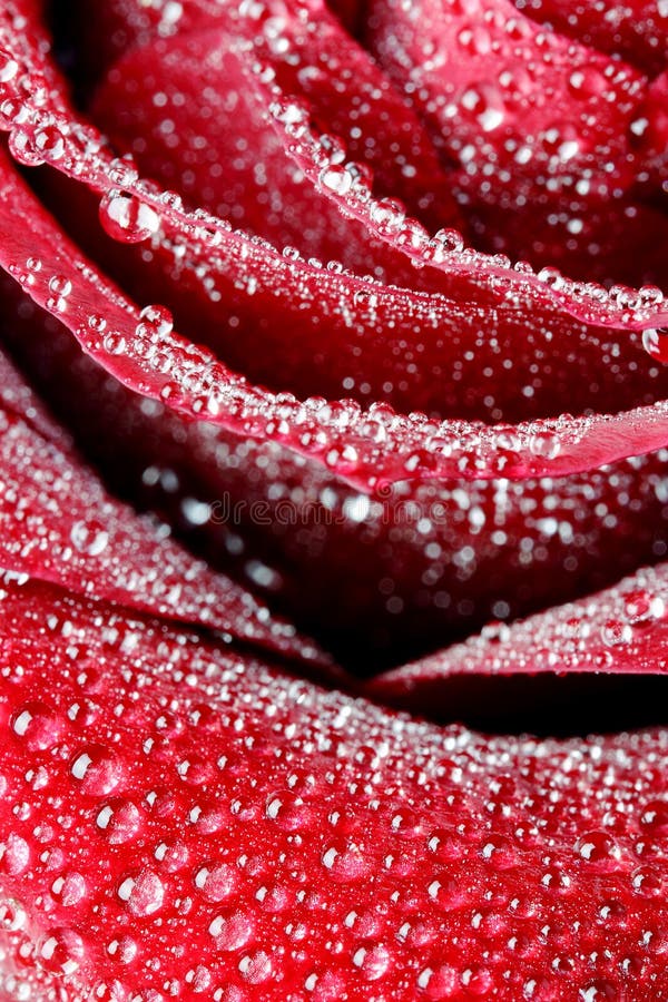 Petals of a red rose in water drops close up