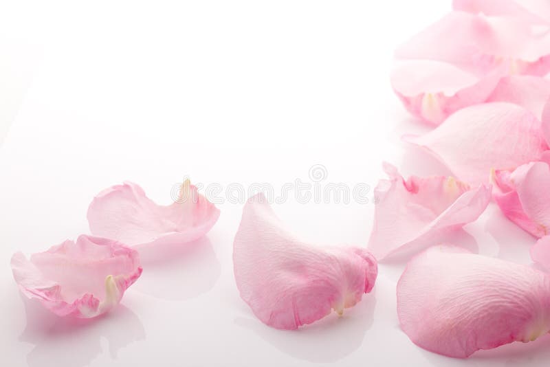 Petals rose. stock photo Petals rose. stock photo