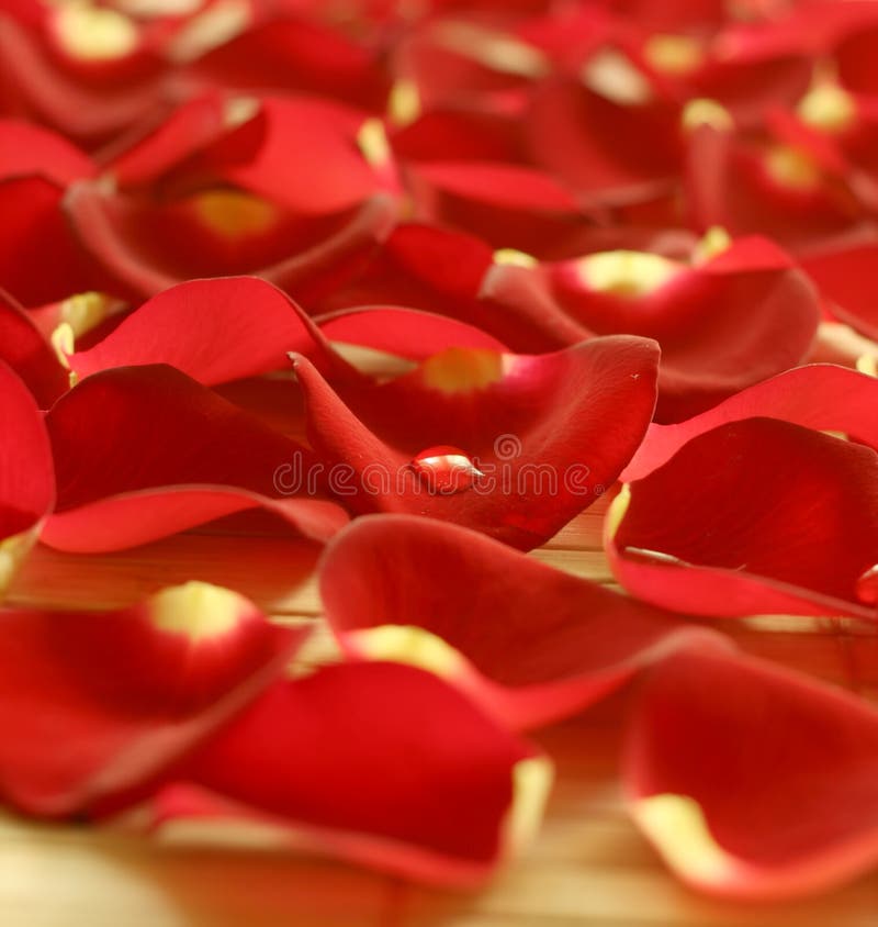 Petals of roses. stock image. Image of nature, beautiful 10599645