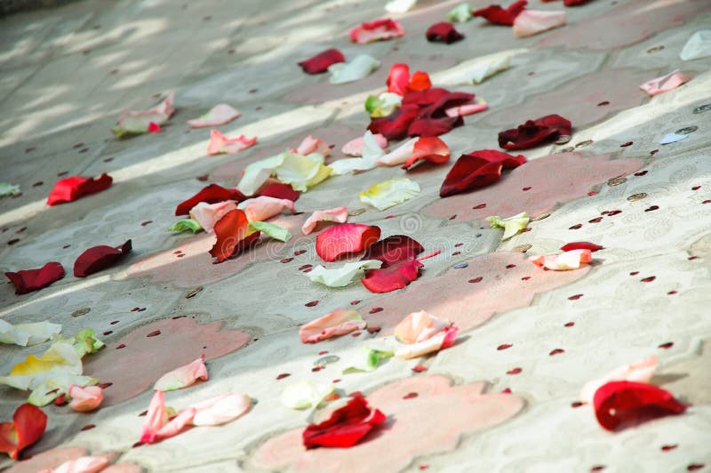 Petals Of Roses Scattered On A Floor Stock Photo Image of valentine, floor 17604064