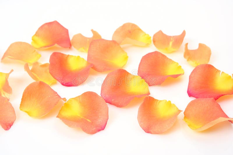 Petals of roses stock photo. Image of beauty, flower 53935598