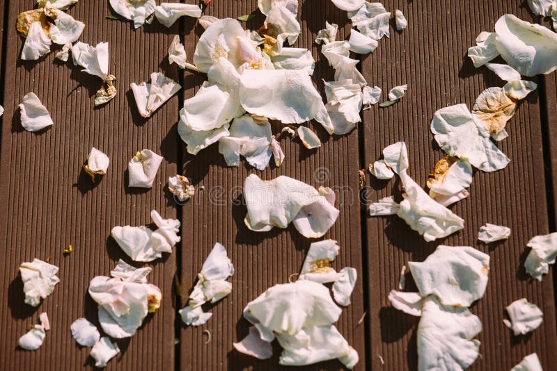 Petals of White and Pink Roses on the Floor Stock Photo Image of