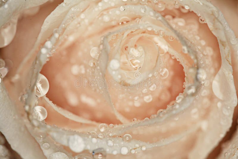 Petals White Rose with Water Drops Stock Image Image of garden, close