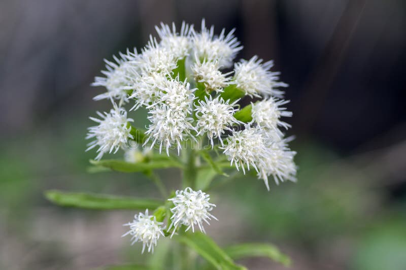 Petasites albus springtime forest herb, perennial rhizomatous plant flowering with group of small white flowers