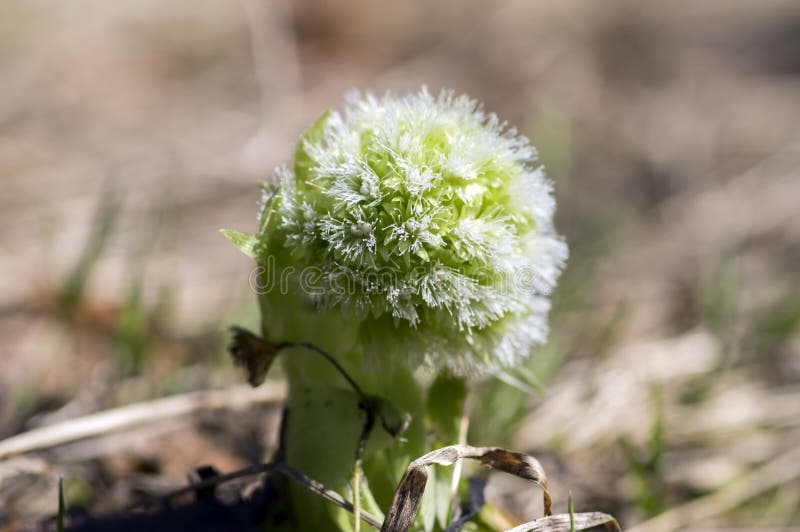 Petasites albus springtime forest herb, perennial rhizomatous plant flowering with group of small white flowers