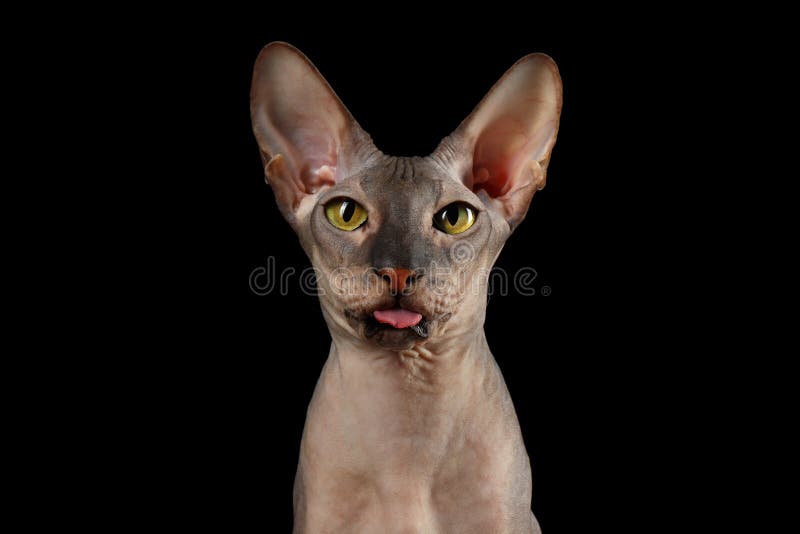 Peterbald cat on isolated black background