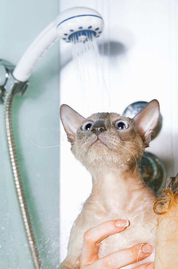 Peterbald Cat in Shower stock image