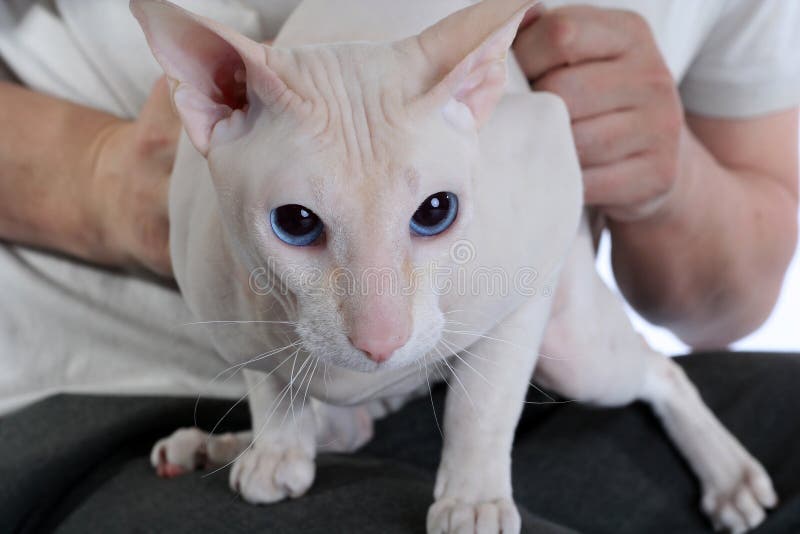 Peterbald Hairless Cat in Hands Stock Photo Image of purebred, cute