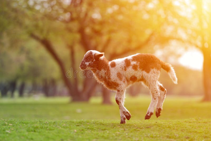 Petit agneau heureux fonctionnant et sautant dans la lumière chaude de lever de soleil sur le beau pré photo stock Petit agneau heureux fonctionnant et sautant dans la lumière chaude de lever de soleil sur le beau pré photo stock