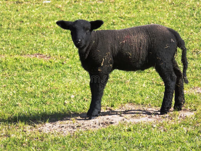 A beautiful little black lamb in North Northumberland. England, UK. A beautiful little black lamb in North Northumberland. England, UK
