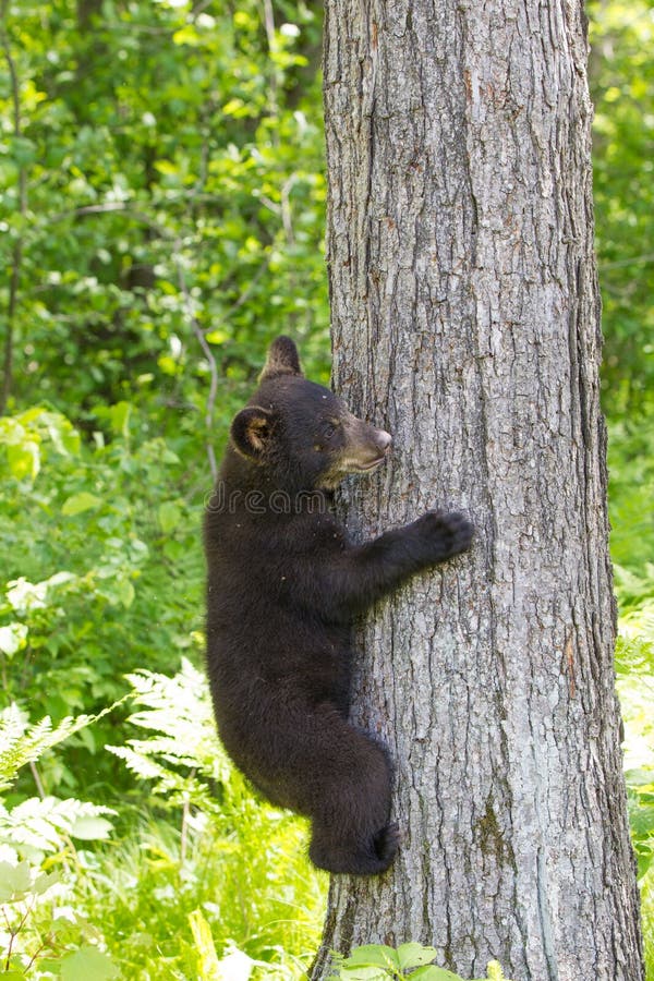 Petit animal d'ours noir de bébé photo stock Petit animal d'ours noir de bébé photo stock