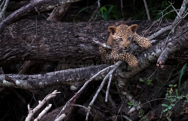 Playful leopard cub climbing a tree in Sabi Sands safari park, Kruger, South Africa. Petit animal mignon de l? opard s'? levant et jouant dans un tronc d'arbre en parc de safari de Sabi Sands, Kruger, Afrique du Sud