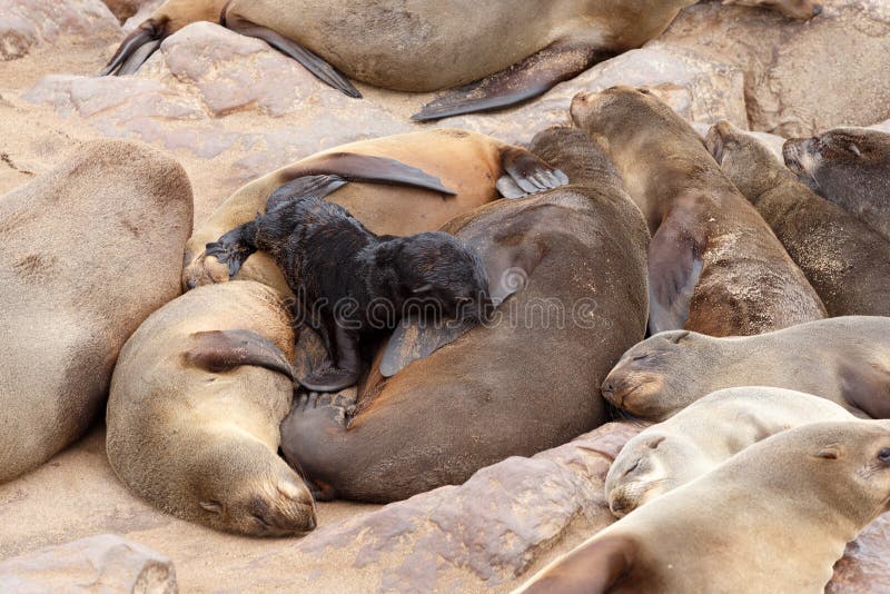 Petite Otarie Phoque De Fourrure De Brown Dans La Croix De Cap Namibie Image Stock Image Du Plage Afrique