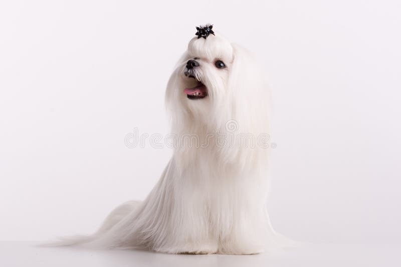 Petit beau chien blanc maltais photos stock Petit beau chien blanc maltais photos stock