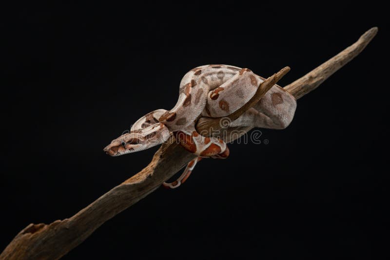 Petit Boa Constricteur Sur Noir. Boa Imperméable Sur Fond Noir