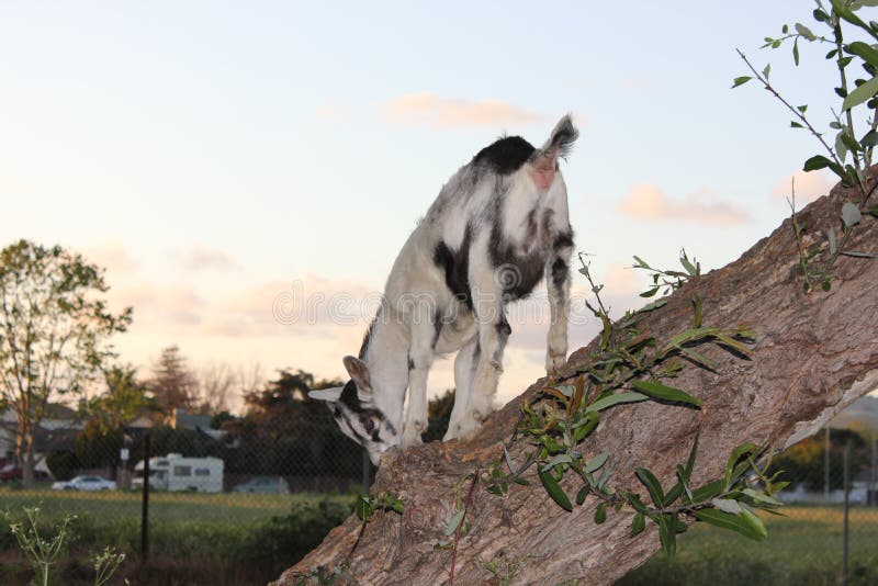 Petit bouc grimpant à un arbre photos stock Petit bouc grimpant à un arbre photos stock