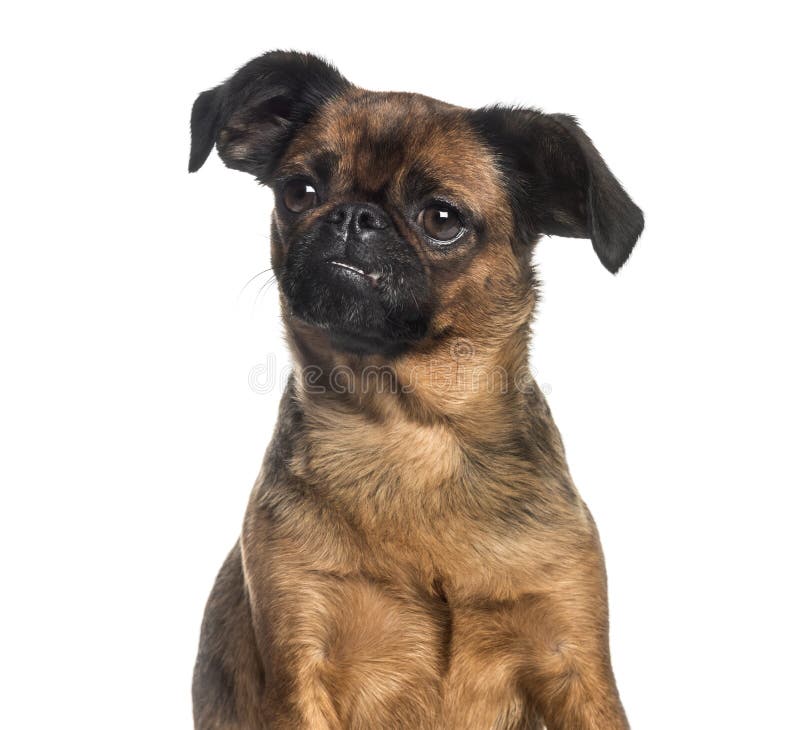 Petit Brabancon Lying and Looking Away Stock Photo - Image of