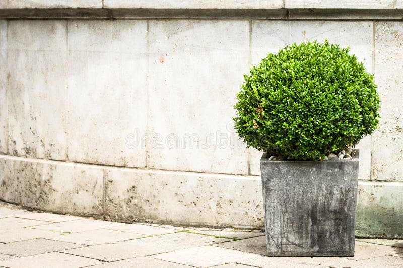 Petit buisson photo stock. Image du copie, jardins, botanique 28742330