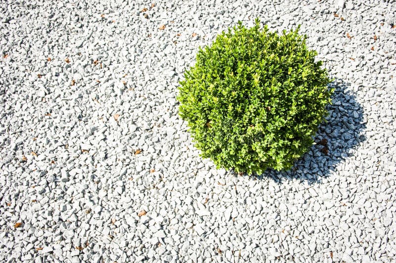 Petit buisson photo stock. Image du photographie, lame 30130522