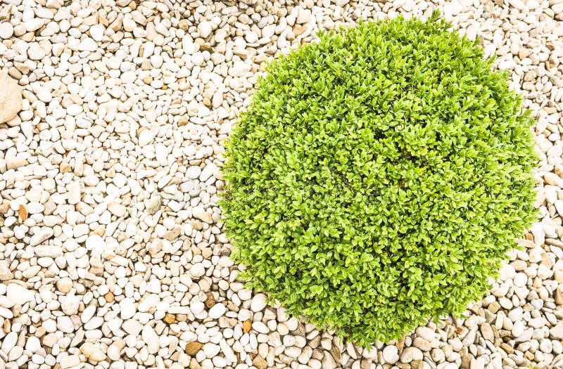 Petit buisson image stock. Image du caillou, couleur 29012487