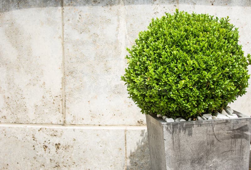 Petit buisson photo stock. Image du photographie, lame 30130522