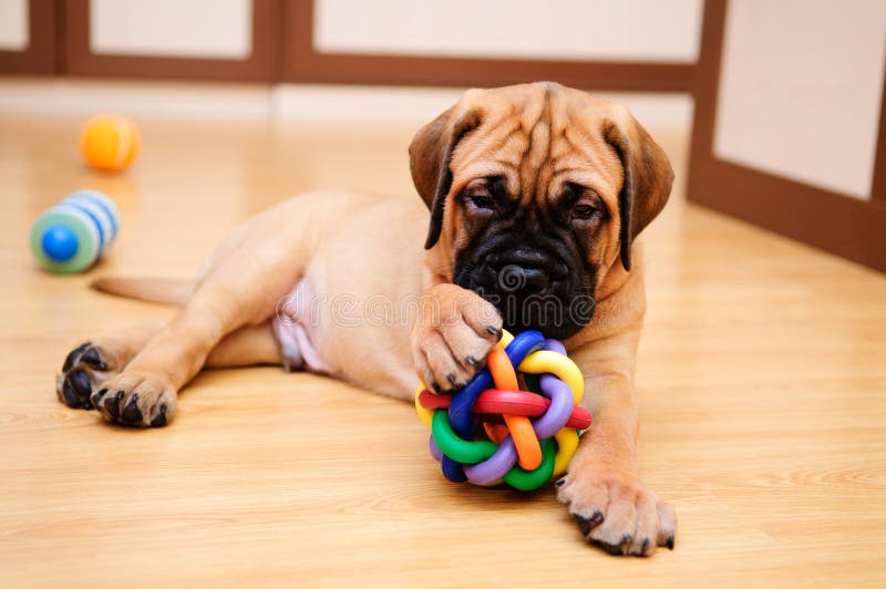 Petit bullmastiff de chiot photo libre de droits Petit bullmastiff de chiot photo libre de droits