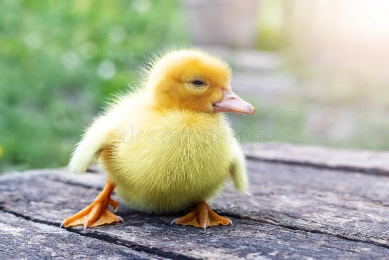 Petit Canard Jaune à La Main. Mise Au Point Sélective. La Nature.