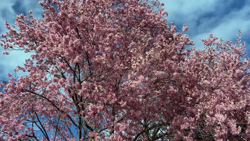Petit cerisier fleuri par jour de vent clips vidéos
