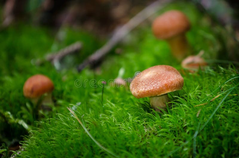 Petit champignon dans la mousse image libre de droits Petit champignon dans la mousse image libre de droits