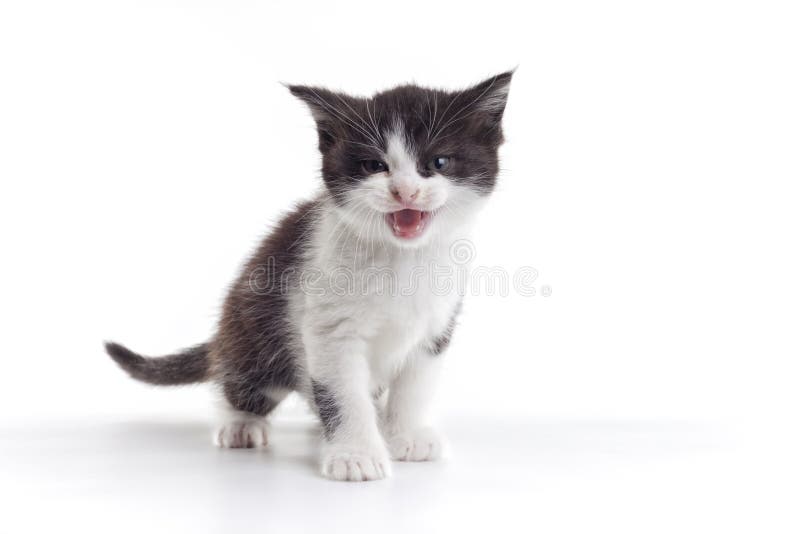 Petit chat photographie stock libre de droits Petit chat photographie stock libre de droits