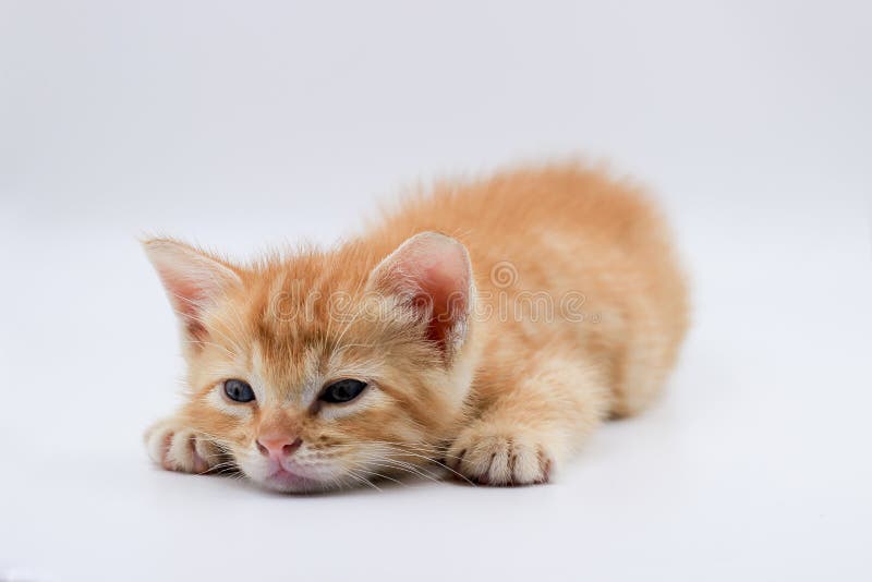 Petit Chat D Oscar Image Stock Image Du Chat Oscar