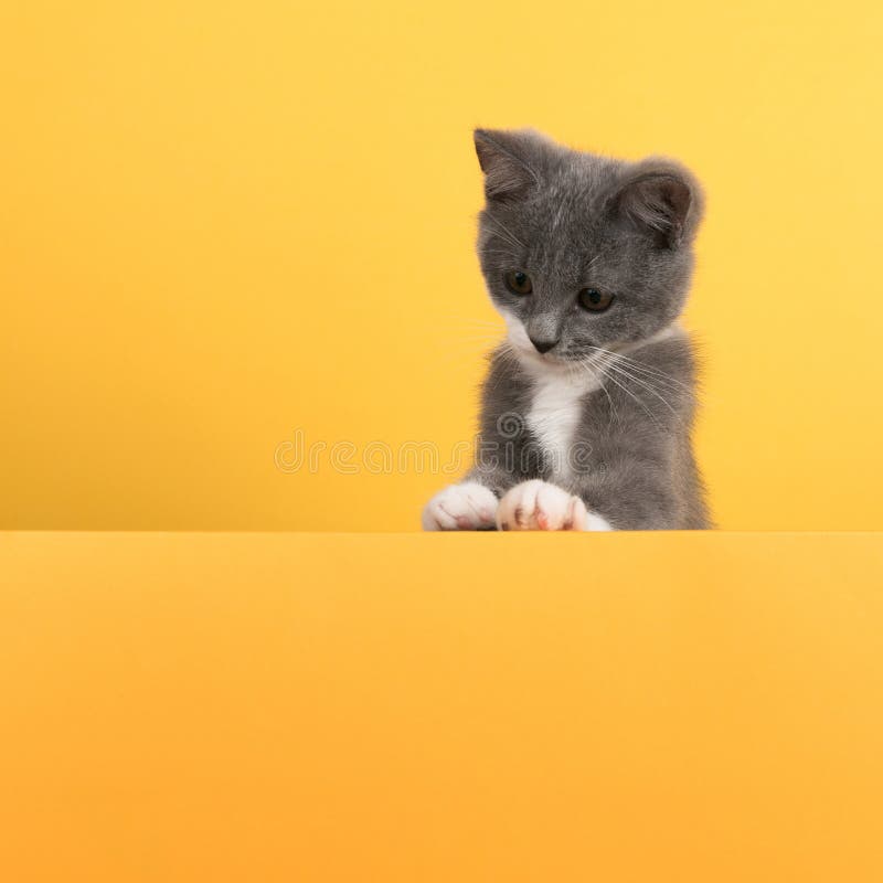 Petit chat gris, sur fond jaune, qui regarde et joue Bandeau publicitaire, concept, espace de copie