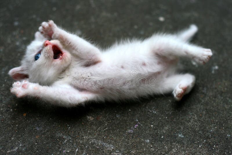 Petit Chat Mignon Image Stock Image Du Domestique Miaulement