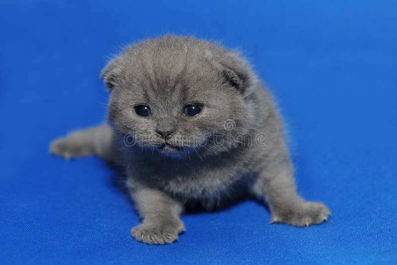 Petit chaton avec les yeux nouvellement ouverts images libres de droits Petit chaton avec les yeux nouvellement ouverts images libres de droits
