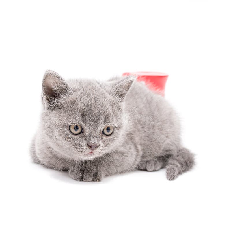Petit chaton britannique adorable photos stock Petit chaton britannique adorable photos stock