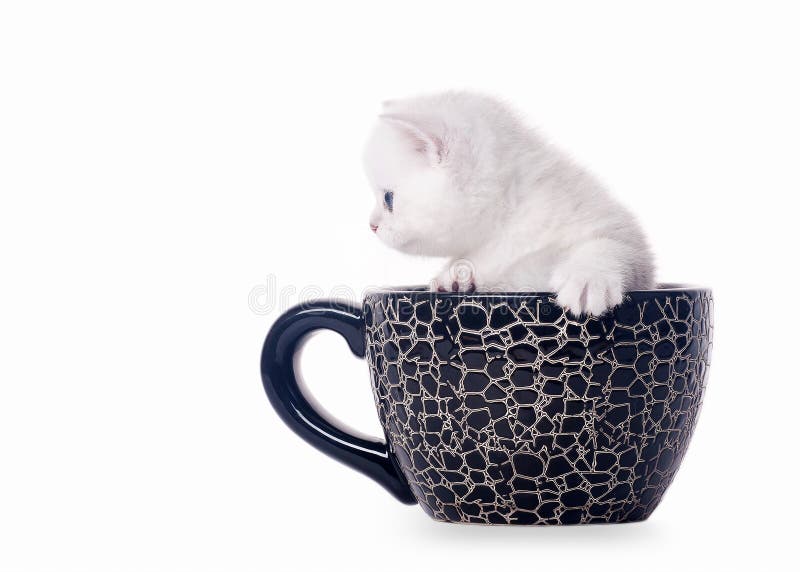Petit chaton britannique argenté dans la cuvette photos stock Petit chaton britannique argenté dans la cuvette photos stock