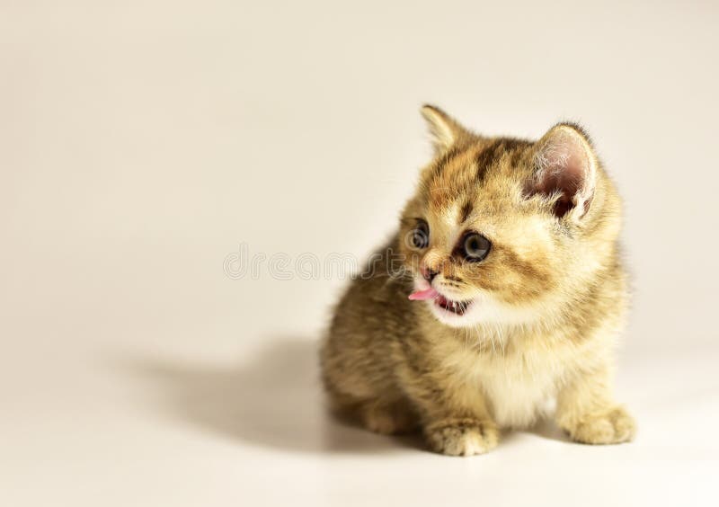 Petit Chaton De La Race Britannique Chinchilla Petit Chat De Bebe Sur Le Fond Blanc Babycat La Famille Et Les Chats Domestiques Image Stock Image Du Yeux Excellent Petit Chaton De La Race Britannique Chinchilla Petit Chat De Bebe Sur Le Fond Blanc Babycat La Famille Et Les Chats Domestiques Image Stock Image Du Yeux Excellent