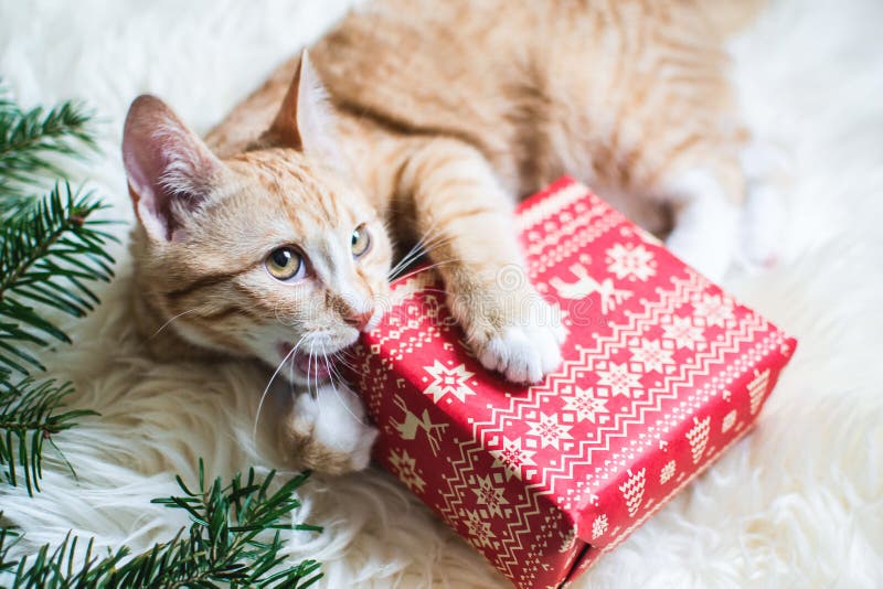 Petit chaton mignon de gingembre s'étendant dans la couverture blanche molle de fourrure de faux, tenant Noël de papier rouge de photo stock Petit chaton mignon de gingembre s'étendant dans la couverture blanche molle de fourrure de faux, tenant Noël de papier rouge de photo stock