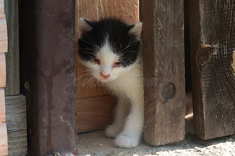 Chaton Avec La Conjonctivite Photo Stock Image Du Mignon Visage