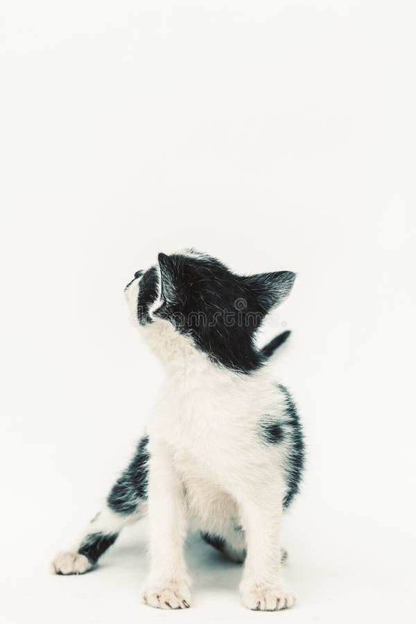 991 Vue De Dos De Chat Noir Photos Libres De Droits Et Gratuites De Dreamstime