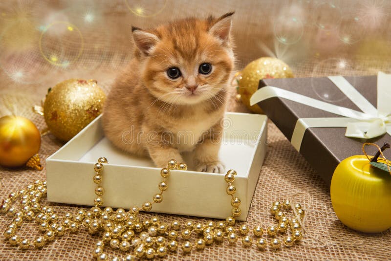Petit chaton orange avec la décoration de Noël