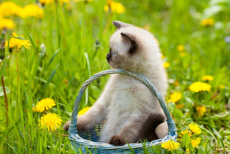 Petit chaton se reposant dans un panier sur la pelouse de pissenlit photo libre de droits Petit chaton se reposant dans un panier sur la pelouse de pissenlit photo libre de droits
