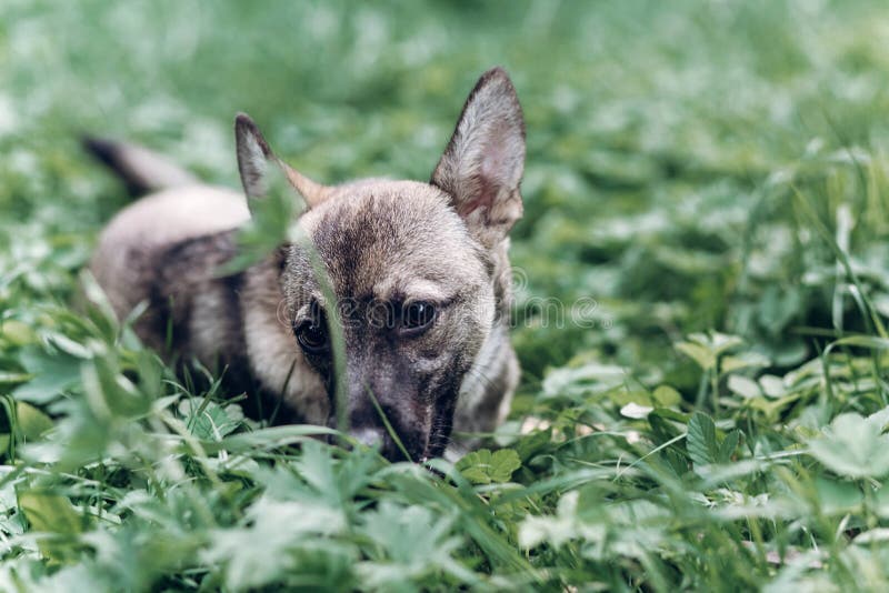 Petit chien adorable mangeant l'herbe dehors, porta gris mignon de chiot photos stock Petit chien adorable mangeant l'herbe dehors, porta gris mignon de chiot photos stock