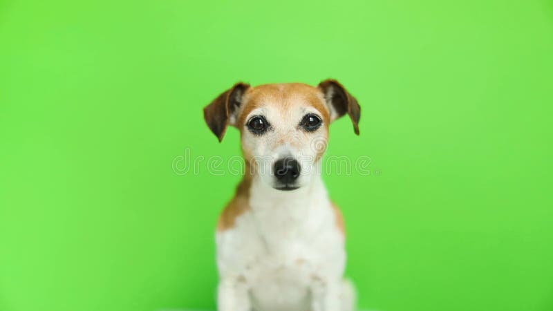 Petit chien adorable regardant à la came Enregistrement vidéo Fond vert de clé de chroma banque de vidéos