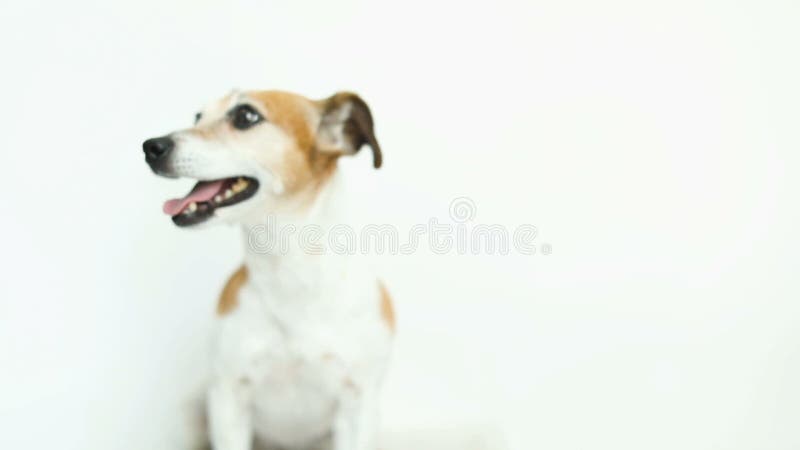 Petit chien adorable sur le fond blanc Exécution et brancher Humeur de sourire heureuse Enregistrement vidéo banque de vidéos
