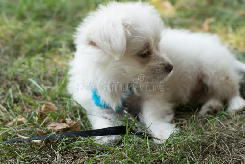 Petit chien blanc, pincement maltais photo stock Petit chien blanc, pincement maltais photo stock