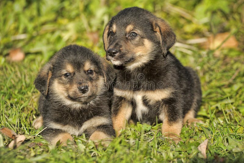 Petit Chien De Berger Allemand Du Chiot Deux Image stock Image 46235109